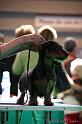 Crufts2011_2 884